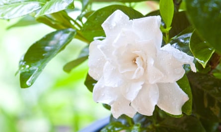 Essence Of Jasmine Fragrant Memories Of Childhood Love And Comfort Life And Style The Guardian