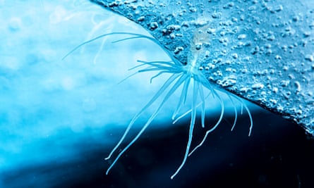 Edwardsiella andrillae, a sea anemone, embeds itself in the ice.