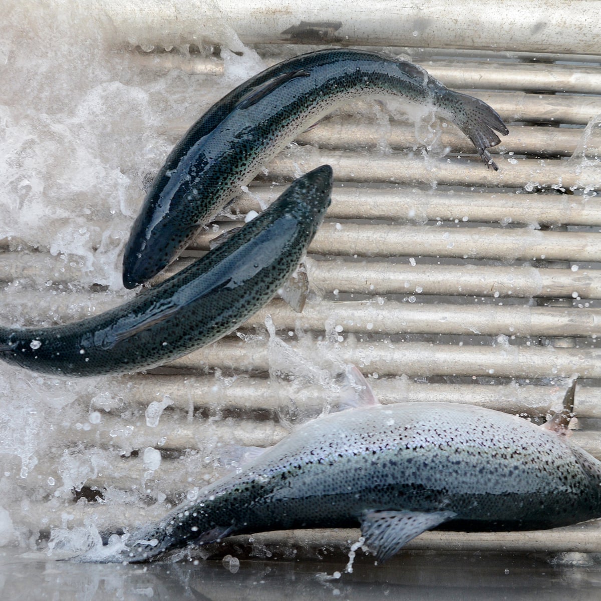 Tasmania S Salmon Industry Expansion Has No Sound Scientific Basis Expert Who Quit Review Panel Says Tasmania The Guardian Tasmania S Salmon Industry Expansion Has No Sound Scientific Basis Expert Who Quit Review Panel Says Tasmania The Guardian