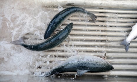 Salmon pass through a shower of fresh water at a salmon farm
