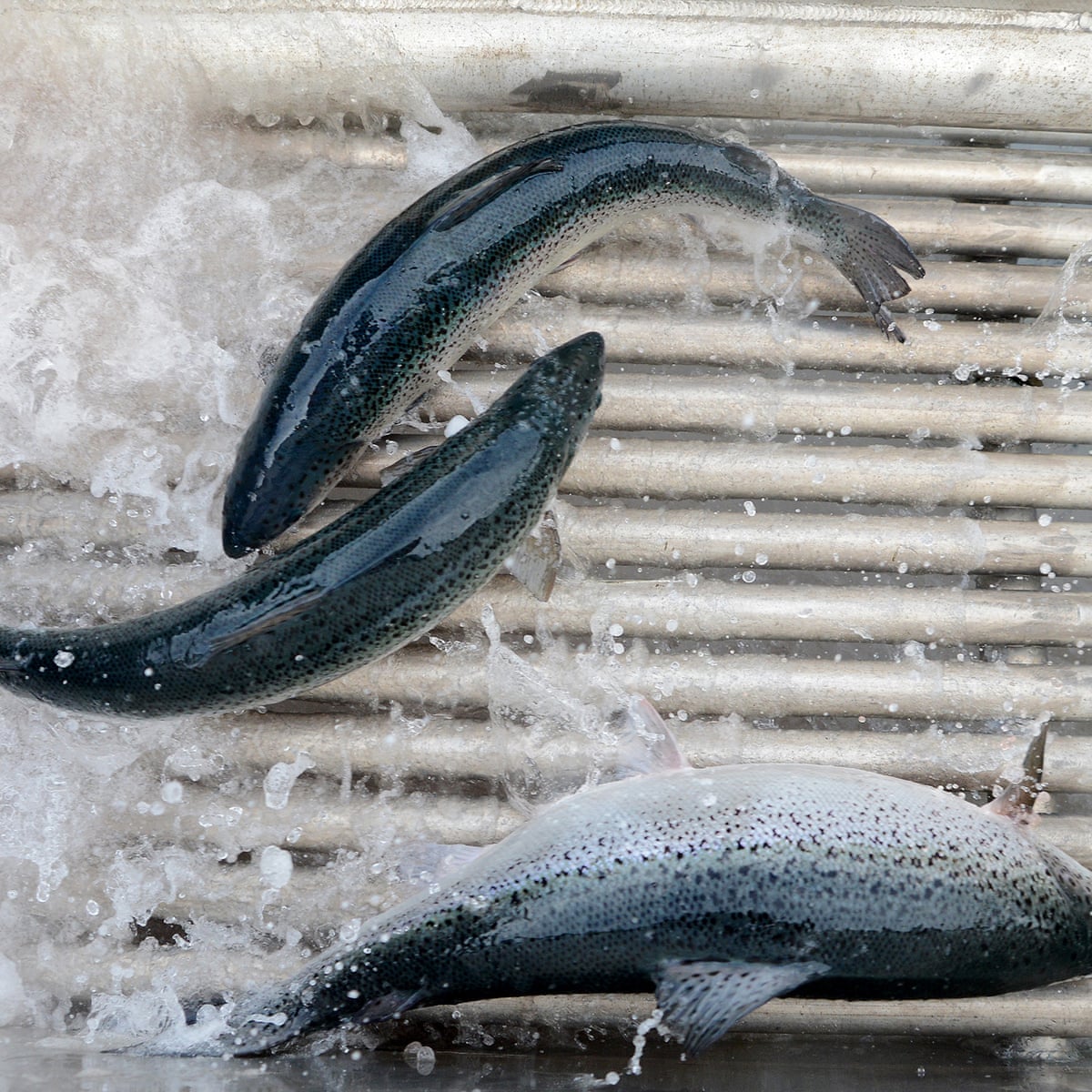 Battery Hen Farming Of The Sea Sustainable Alternatives To Eating Salmon Tasmania The Guardian Battery Hen Farming Of The Sea Sustainable Alternatives To Eating Salmon Tasmania The Guardian