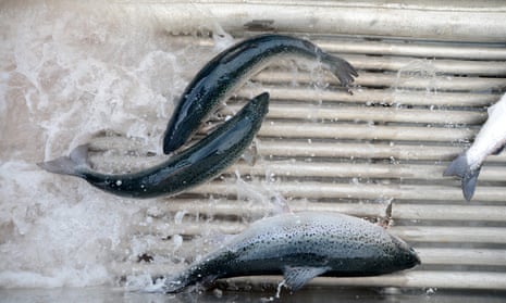 Salmon pass through a shower of fresh water, a process for preventing amoebic gill disease, at Huon Aquaculture Co's salmon farm at Hideaway Bay, Tasmania
