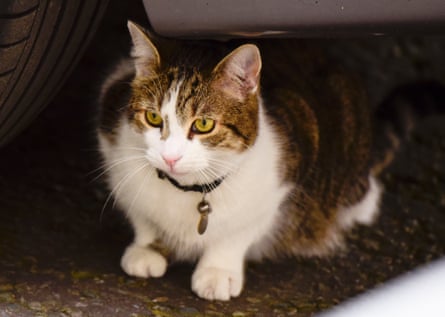 Larry Cameron’s cat seen out in Downing Street