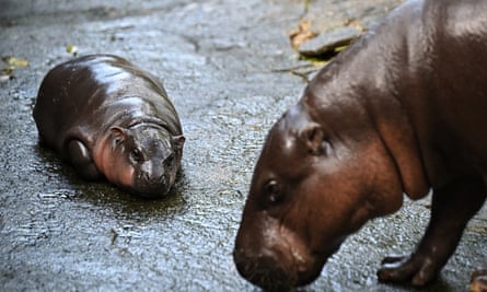 Moo Deng rests by her mother