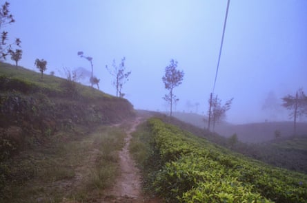 A tea plantation in the Central Highlands of Sri Lanka on a misty day.