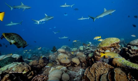 Healthy coral reefs are highly productive and support high biomasses of top predators.