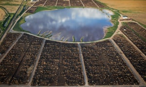 Cattle feedlot