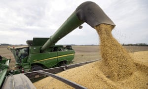 Mike Starkey unloads soy from his harvester while harvesting his crops in Brownsburg, Indiana.