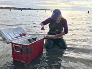 The author guts a salmon while fishing in the Kenai River.