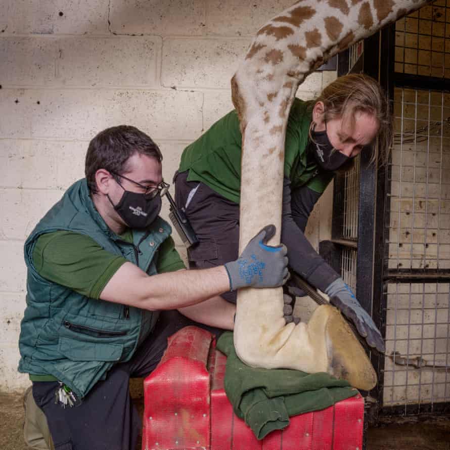 Reticulated giraffe (Bashu is the name of the male giraffe who was having the pedicure)