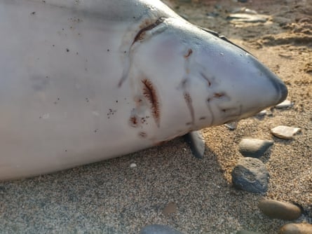 A porpoise with scars on its head.