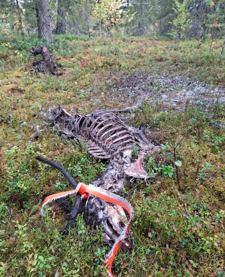 A reindeer skeleton on the forest floor with red and white tape tied to its antler