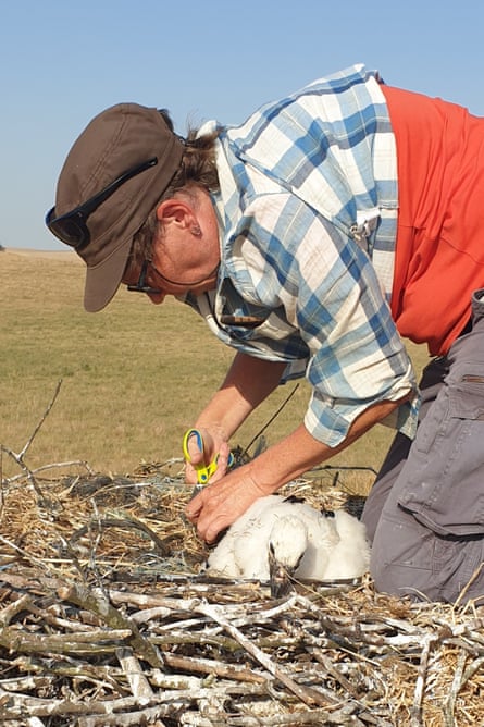 A man uses scissors to remove twine from a white stork chick in its nest