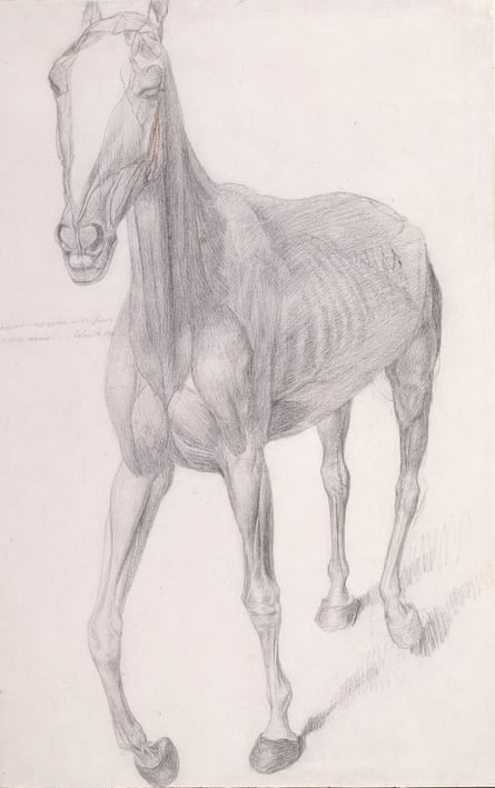 Working drawing for ‘The Seventh Anatomical Table of the Muscles, Fascias, Ligaments, Nerves, Arteries, Veins, Glands, and Cartilages of the Horse’, 1756-58.