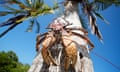 Huge coconut crab, facing camera, on the side of a coconut palm with blue sky in the background