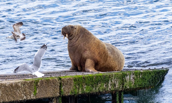 6 Hewan yang Viral di Sosial Media, Ada Bakso Si Bayi Harimau Sumatera! 3 Wally The Walrus, Hewan yang Viral di Sosial Media (The Guardian)