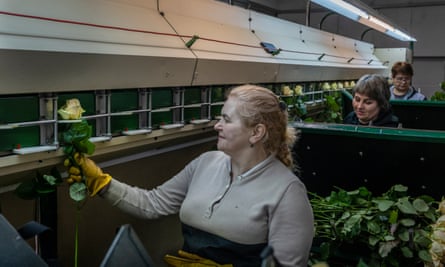 Once flowers are fully grown they are picked and sorted, March 2023