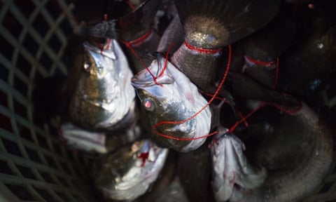 Tethered Asian sea bass at Taipei fish market
