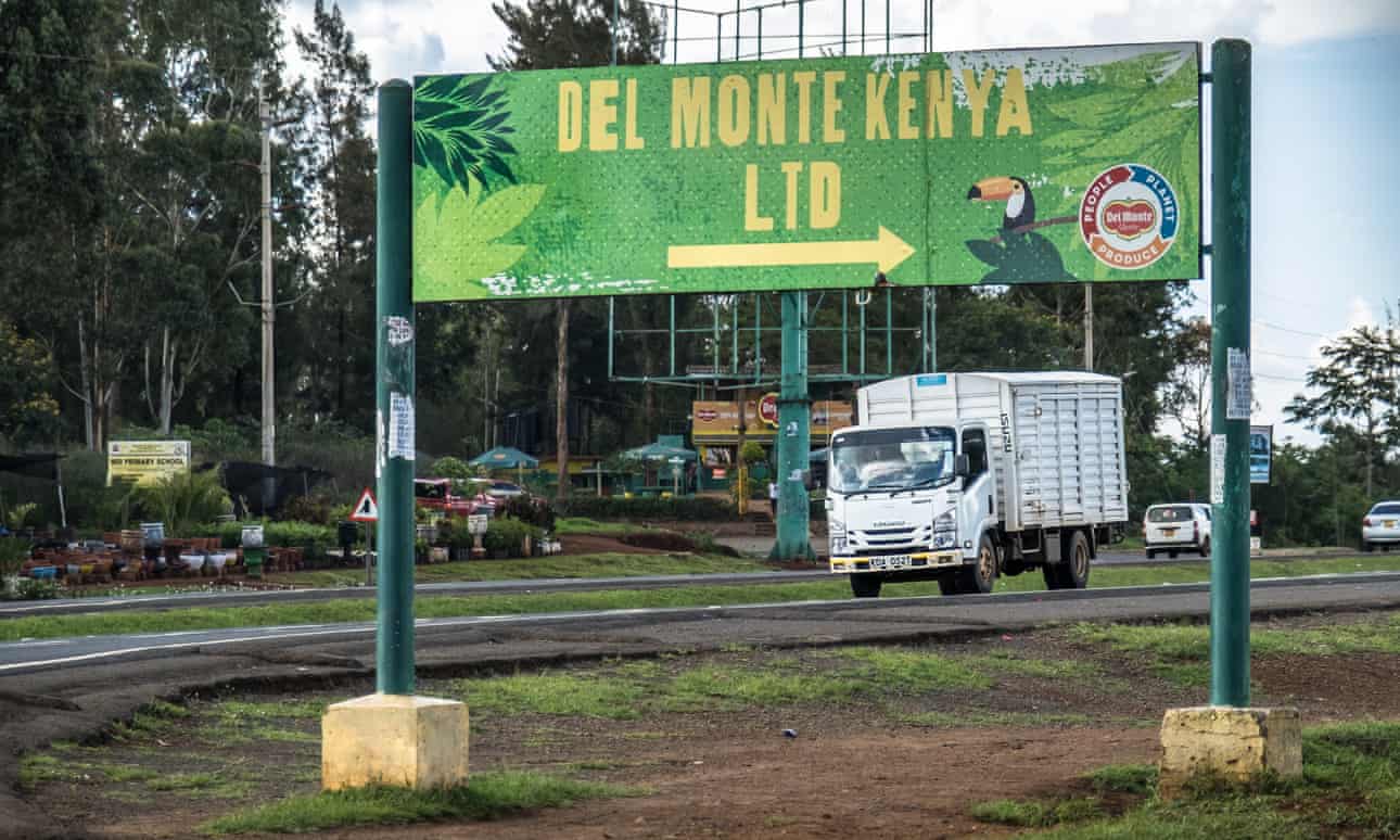 "‘Vi a muchas personas sufrir’: antiguos guardias de Del Monte Kenya hablan de la violencia en la plantación de piñas"