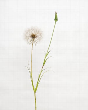 Flor silvestre de barba de cabra fotografada por Kathryn Martin