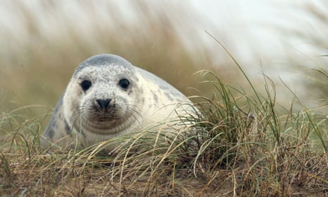 A grey seal pup at Blakeney nature reserve.