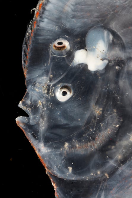 A grey flatfish with both eyes on top of its head