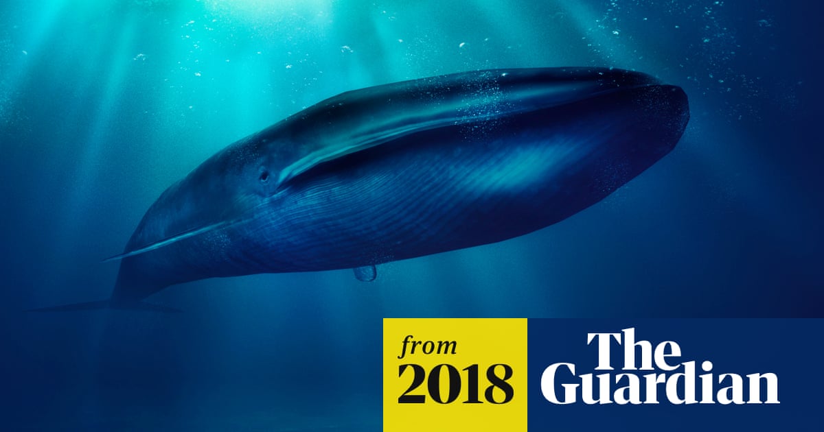Scientists prepare for 'the most detailed whale poo expedition ever'