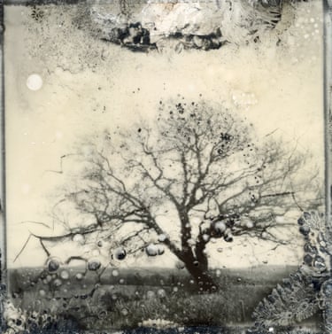 Siân Cann, The Retinopathy Forest