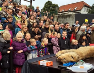 Children watch the dissection of a lion at Odense zoo