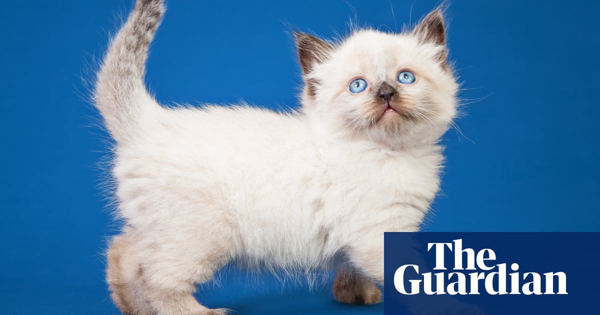 My first 48 hours owning a kitten were emotional. Here's what I learned
