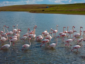 Flamingos in lake