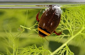 Graphoderus cinereus diving beetle