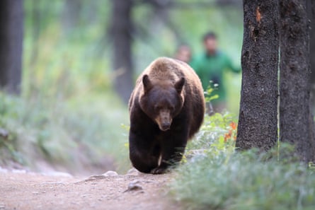 a bear walking