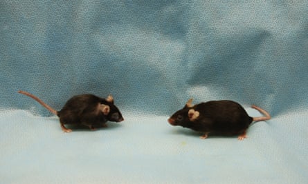 Litter-mates, almost two years old; the mouse on the right had its senescent cells cleared and appears younger than the mouse on the left.