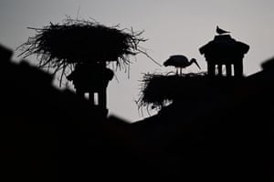 Uma cegonha nidifica no LIPU Stork Center em Racconigi, perto de Cuneo, noroeste da Itália