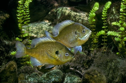 Two bluegill fish swimming among water plants