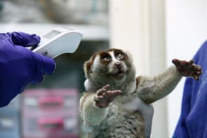 A Sunda slow loris (Nycticebus coucang) undergoes health checks by vets after being brought to the Indonesian Nature Rehabilitation Initiation Foundation in Bogor, West Java Province, Indonesia. A total of six slow loris, which are planned to be released into the wild in the Batulegi region of Lampung province, will go through the quarantine process