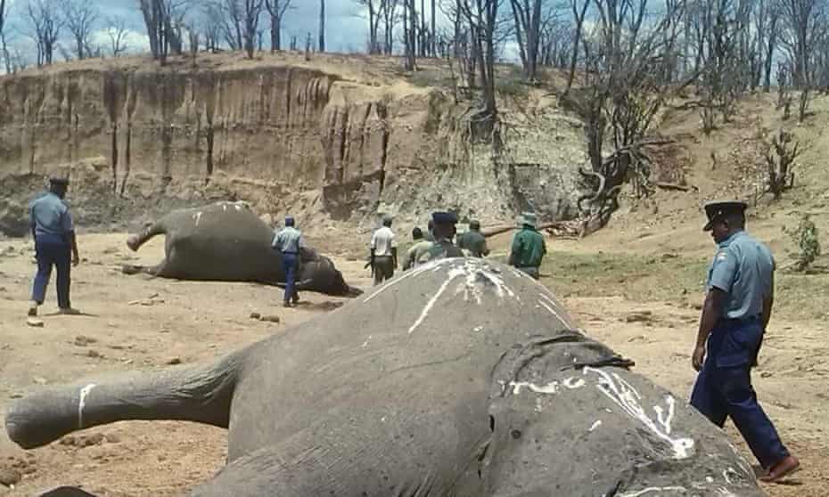 A group of elephants, believed to have been killed by poachers, lie dead at a watering hole in Zimbabwe's Hwange National Park in October 2015