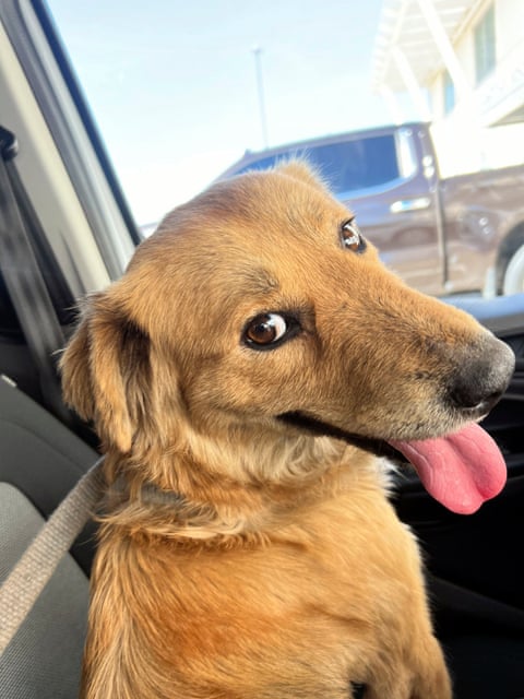 A very cute and healthy-looking young, mid-size golden-colored dog with floppy ears, bright brown eyes, a long nose, and a pink tongue hanging out. She appears to be smiling.