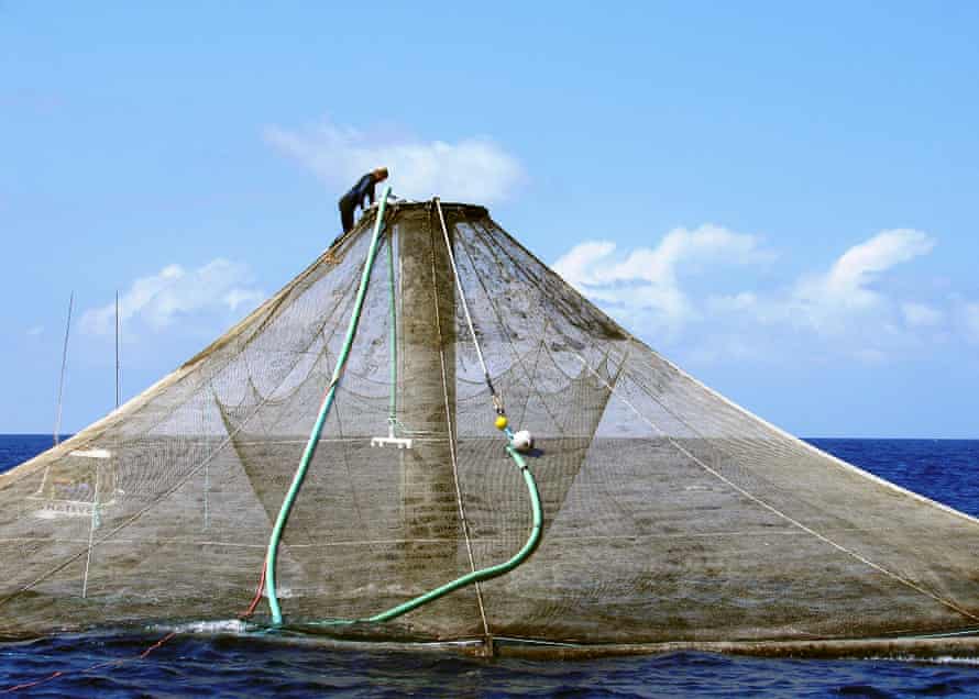 Aquaculture net pen operated by Blue Ocean Mariculture near Kona, Hawaii.