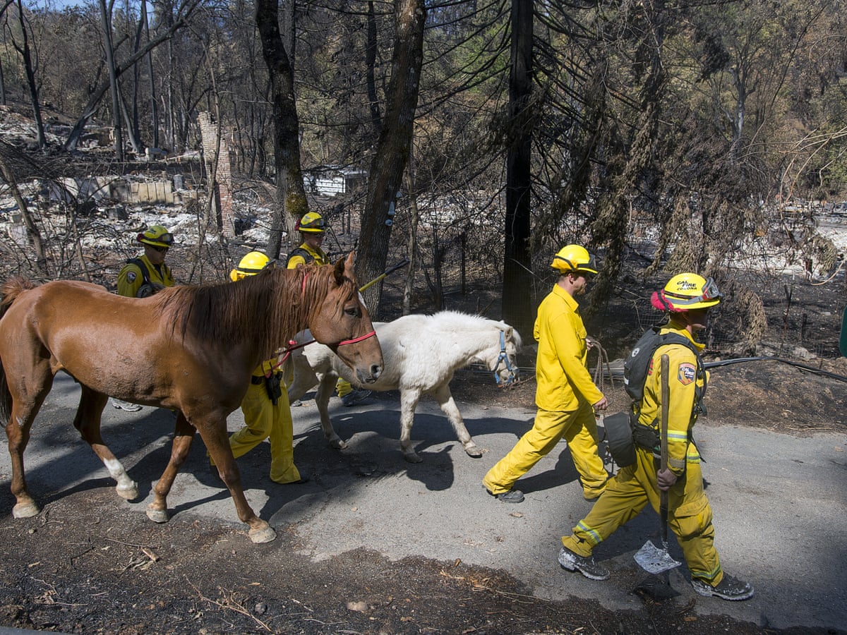 California vets step in to save animals left lost, singed and bewildered by  wildfires | Animals | The Guardian