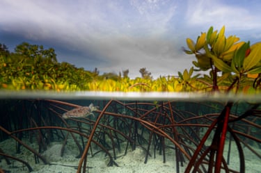 A picture taken half above and half below the waterline, showing a turtle swimming in a mangrove