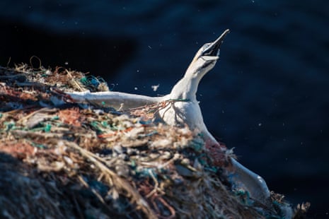 A gannet hangs from a cliff, entangled in plastic fibres at RSPB Grassholm Island, Wales, UK