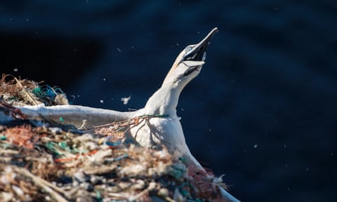 A gannet hangs from a cliff, entangled in plastic fibres, on RSPB Grassholm island, Wales