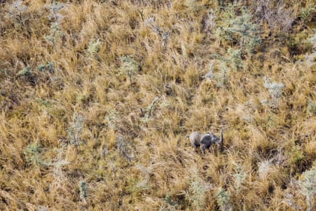 Photographed from the air, the last remaining elephant in Badingilo national park, South Sudan.