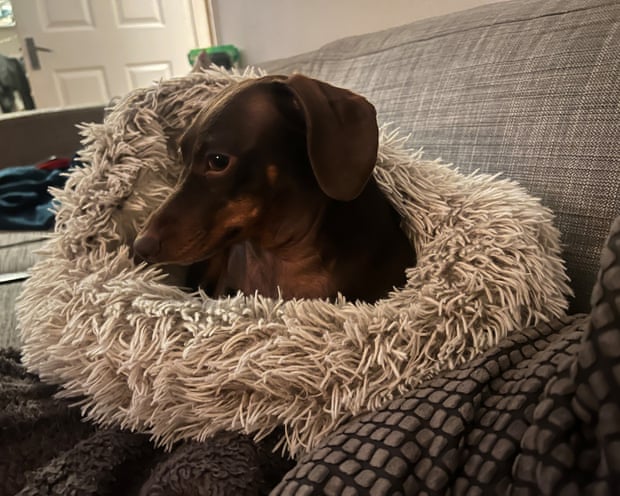 Willow, the official dog of the Guardian Thursday quiz