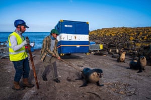 Martin-de-Viviès, Amsterdam Island. Employees try to remove fur seals from a working area at a research station. It is the only settlement on the island and seasonal home to about 30 researchers and staff studying biology, meteorology, and geomagnetics