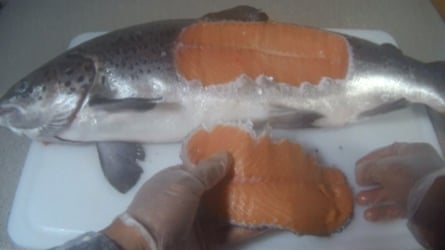 fish