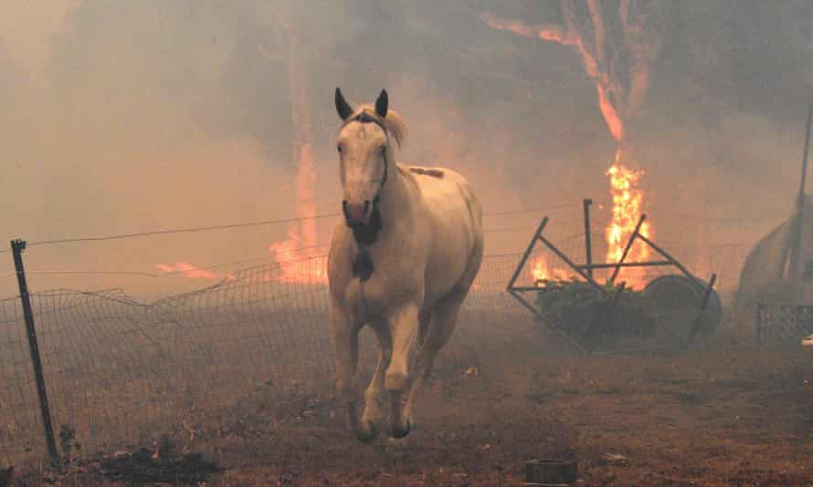 Un cavallo fugge da un vicino incendio boschivo vicino alla città di Nora nel Nuovo Galles del Sud nel dicembre 2019. Le impronte digitali umane sono evidenti nelle recenti condizioni meteorologiche avverse, tra cui ondate di calore e incendi, afferma Babe Canadel.