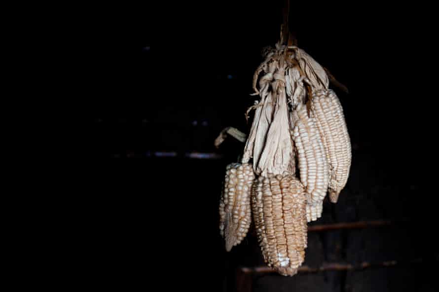 Dried maize hangs from the ceiling of a shelter at the Katanika displacement settlement